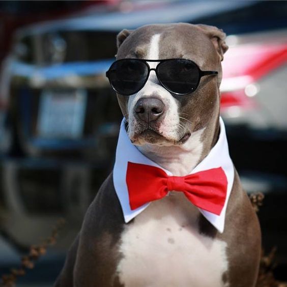 A Pit Bull wearing a white collar with red bow tie and sunglasses