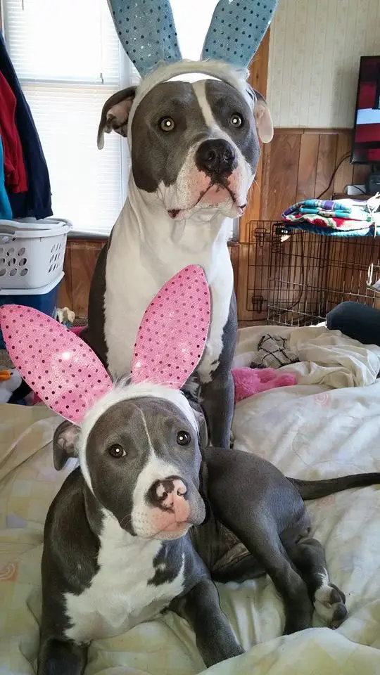 two Pit Bulls wearing bunny ears while on the bed