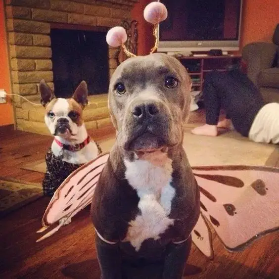 A Pit Bull in butterfly costume while sitting on the floor