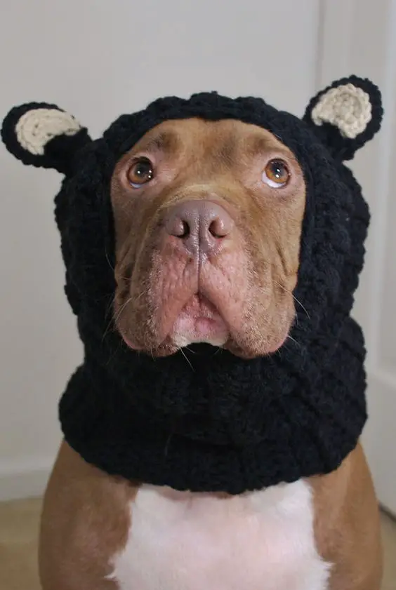 A Pit Bull wearing bear ears headpiece while staring up