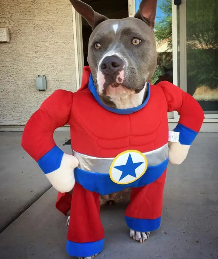 Arriba 104+ Foto Disfraces De Halloween Para Perros Pitbull Actualizar