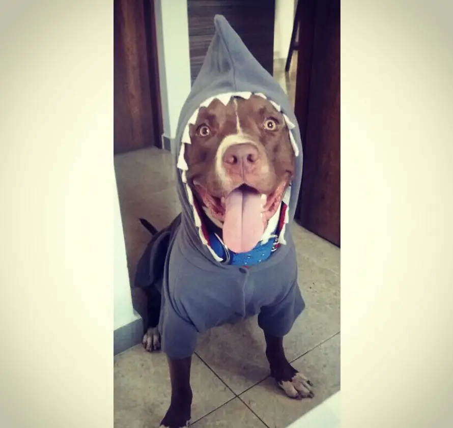 AP Pit Bull in shark costume while sitting on the floor and smiling