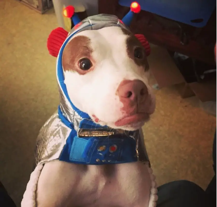 A Pit Bull in space costume