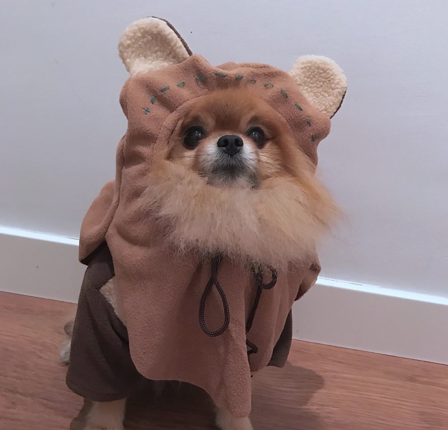 Pomeranian in a bear costume