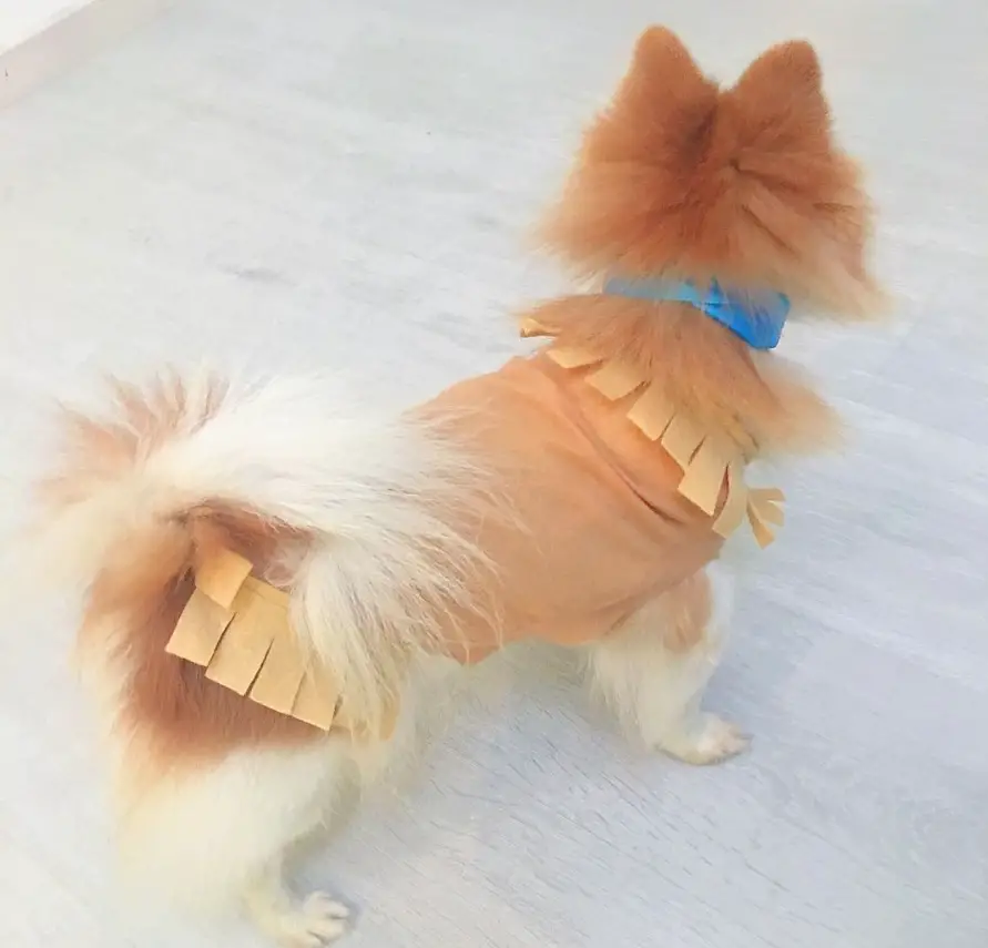 Pomeranian in pocahontas outfit