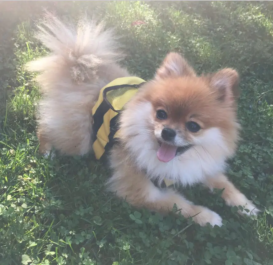 Pomeranian lying down on the green grass in her bumble bee outfit
