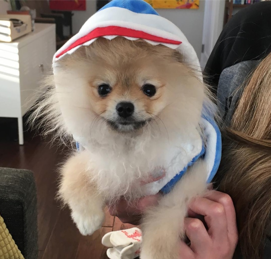 Pomeranian in shark costume