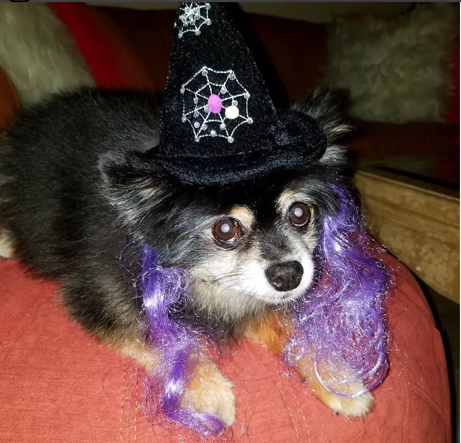 Pomeranian in witch costume
