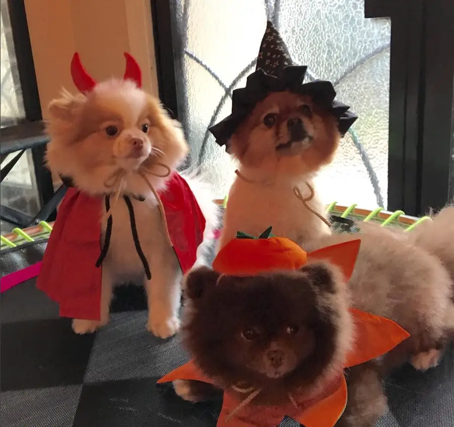 three Pomeranian in devil, witch, and pumpkin costumes