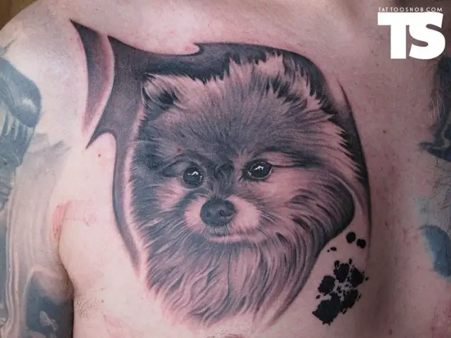 black and gray 3D face of Pomeranian Tattoo on the chest