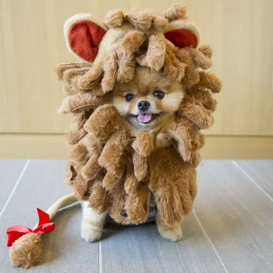 Pomeranian in lion costume