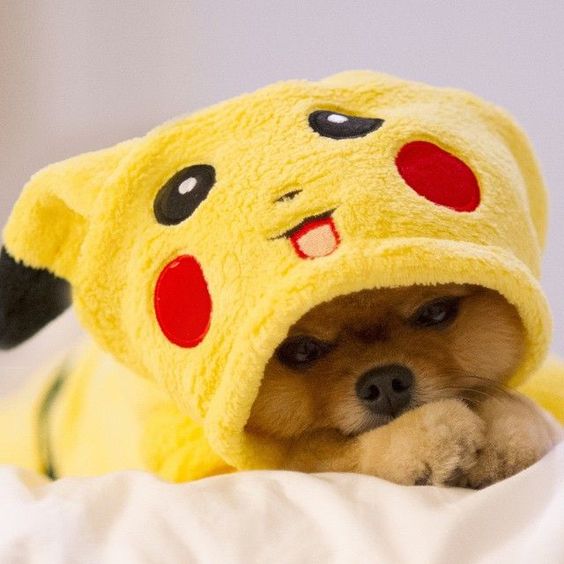 Pomeranian in pikachu outfit