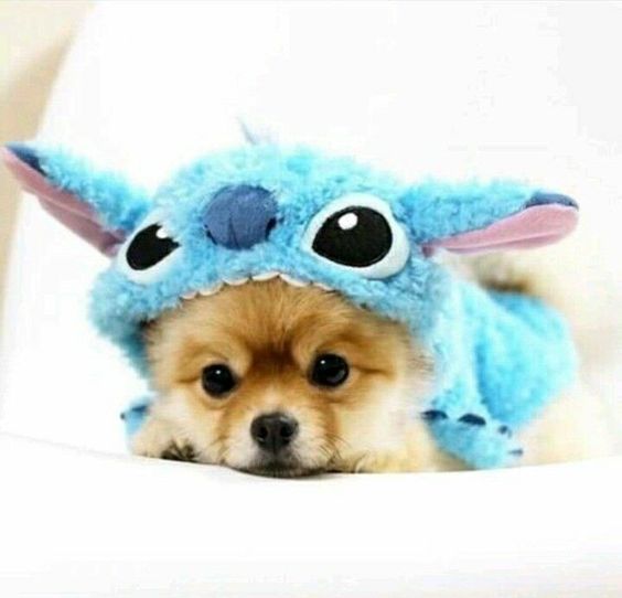 Pomeranian in stitch costume
