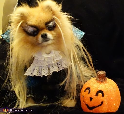 Pomeranian in scary lady halloween costume
