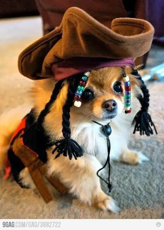 Pomeranian in Jack Sparrow costume