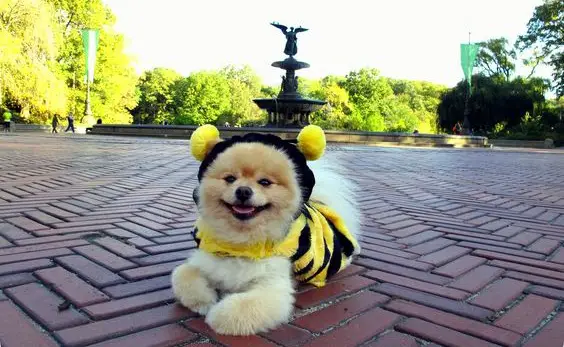 Pomeranian in bee costume lying down on the pavement