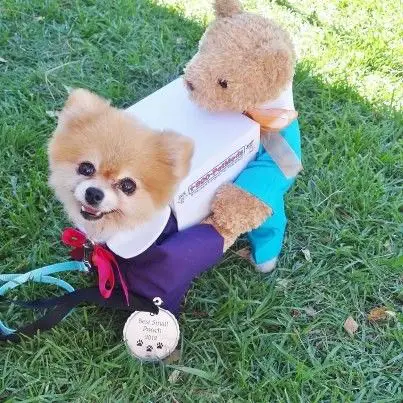 Pomeranian as delivery man costume