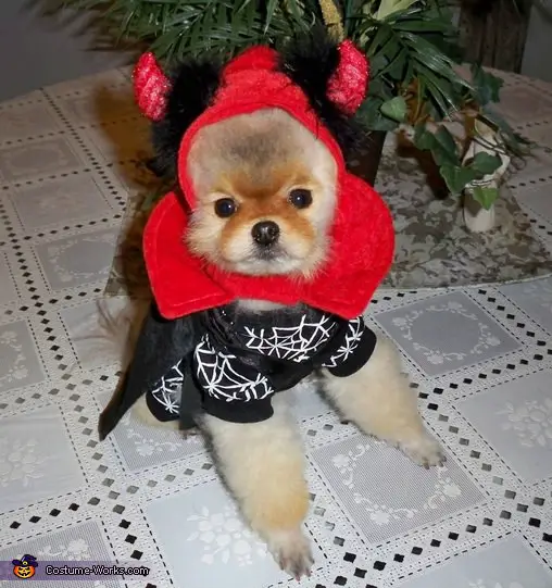 Pomeranian in devil costume