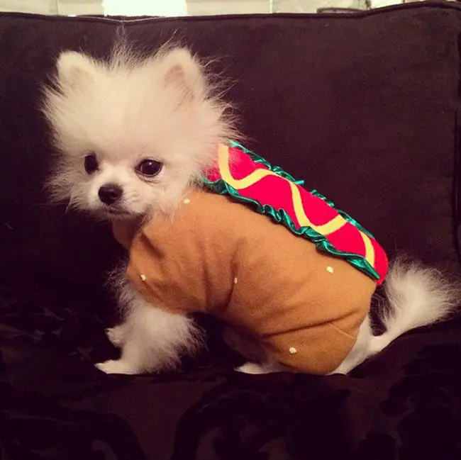 Pomeranian in hotdog costume sitting on the couch