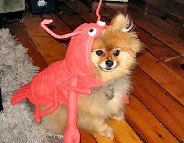 Pomeranian in lobster costume