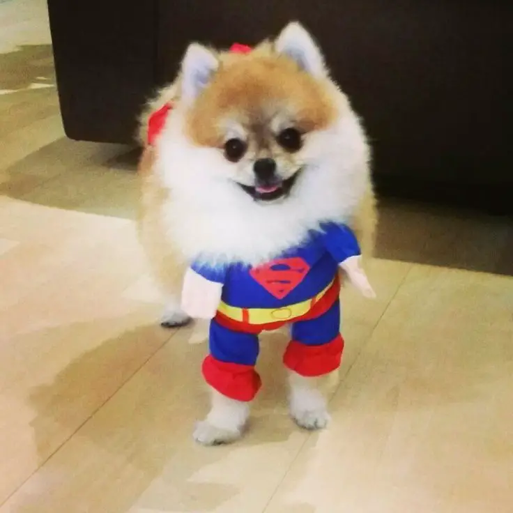 Pomeranian in superman costume