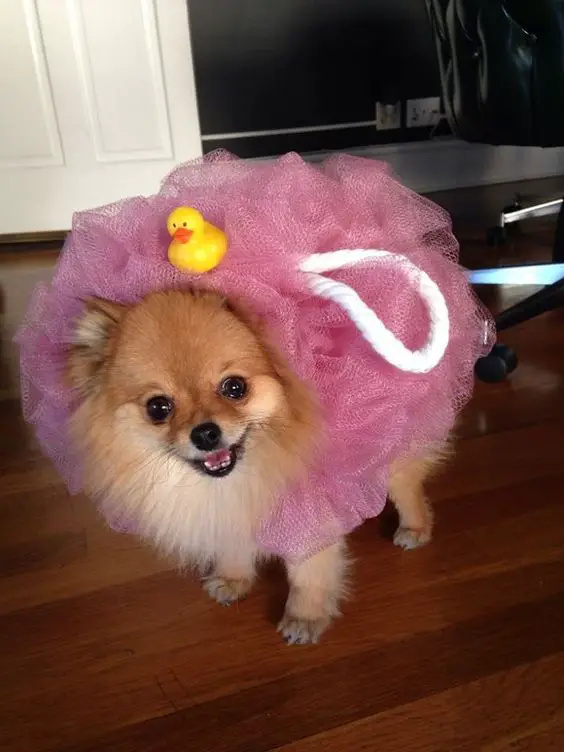 Pomeranian in body sponge costume with a squeaky duck stuck on top