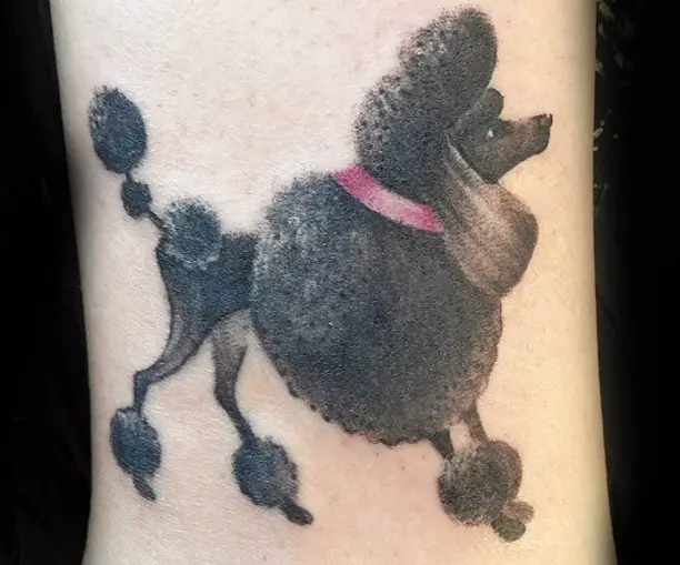 A black show Poodle wearing a pink collar tattoo on the leg
