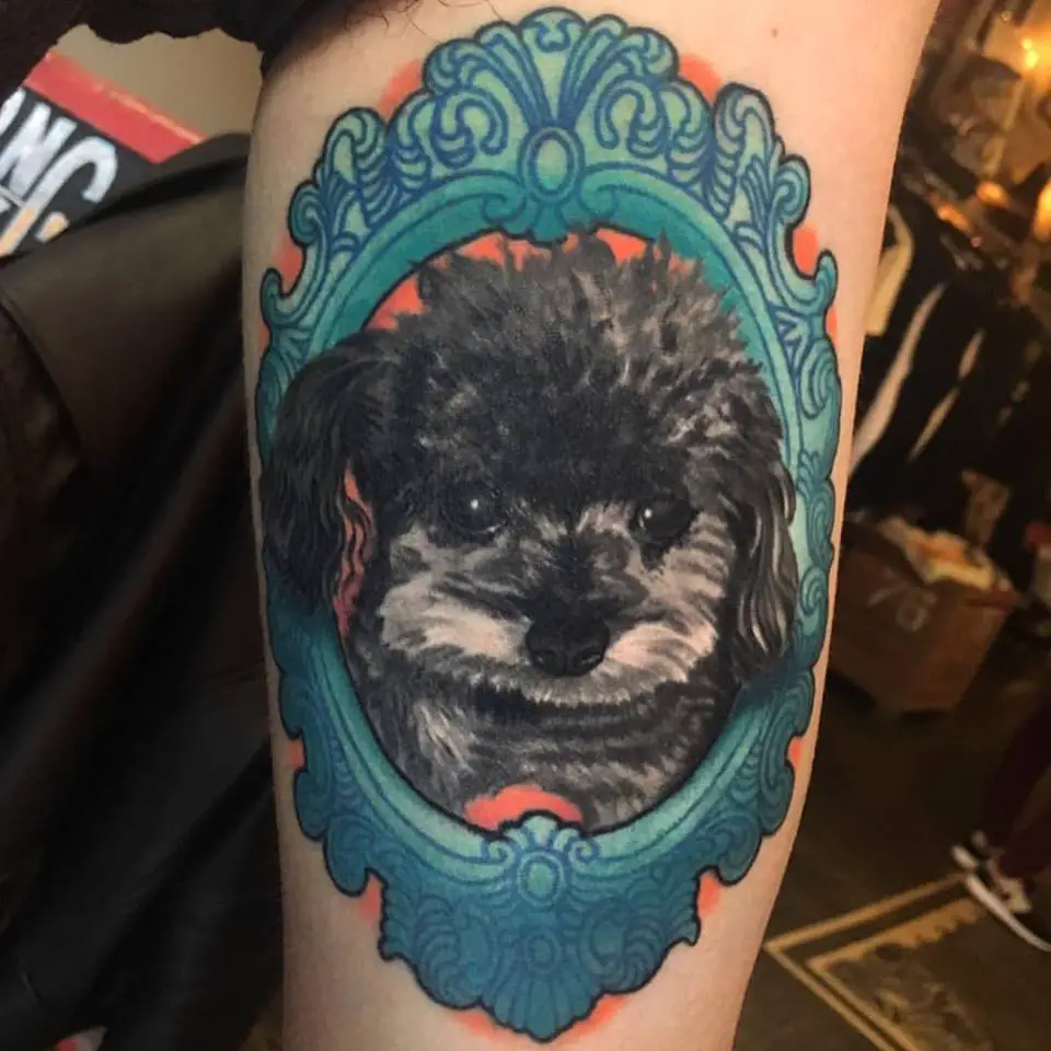A black Poodle Dog Tattoo in a blue vintage style frame tattoo on the biceps