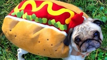 cute pug halloween costumes