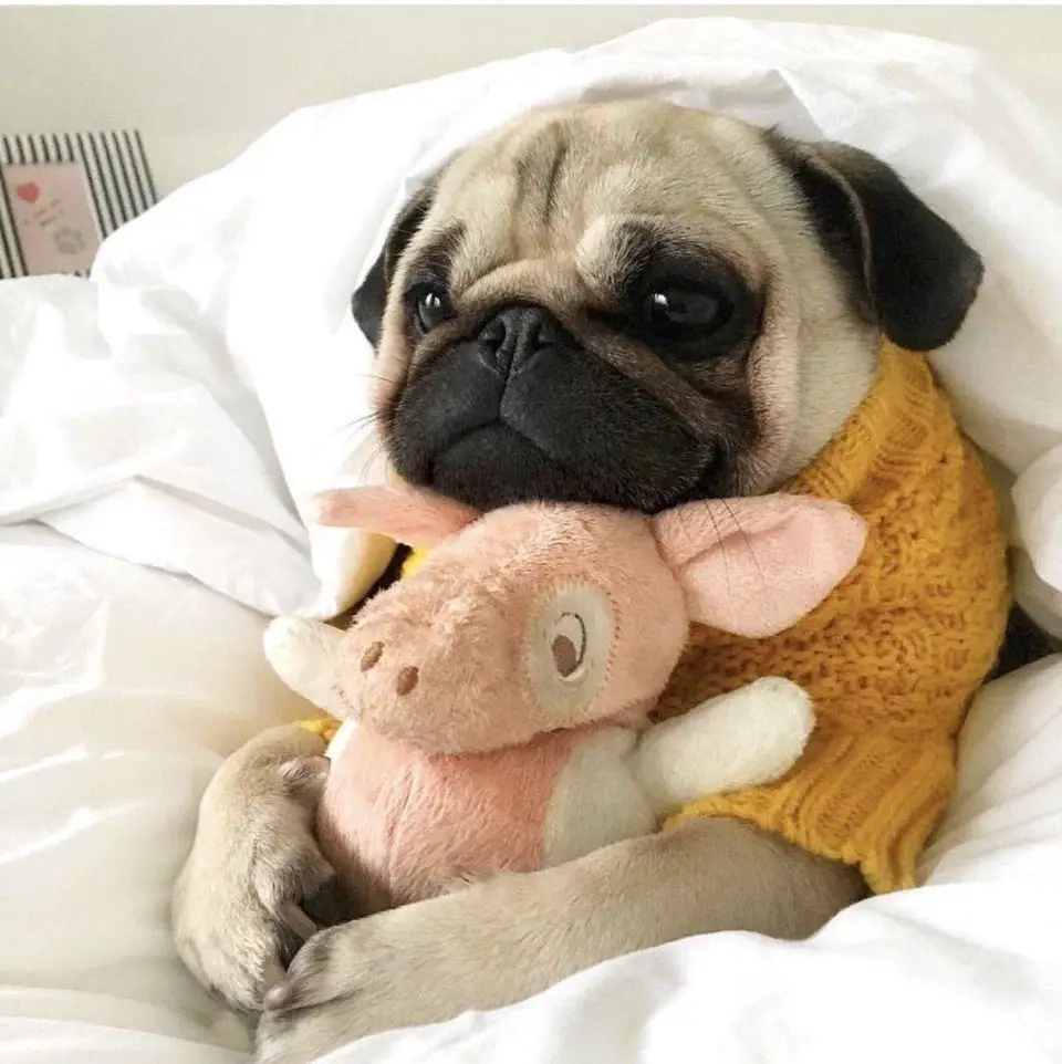 Pug under the blanket while hugging tis stuffed toy