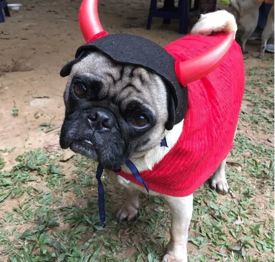 A Pug in its devil costume while standing on the ground