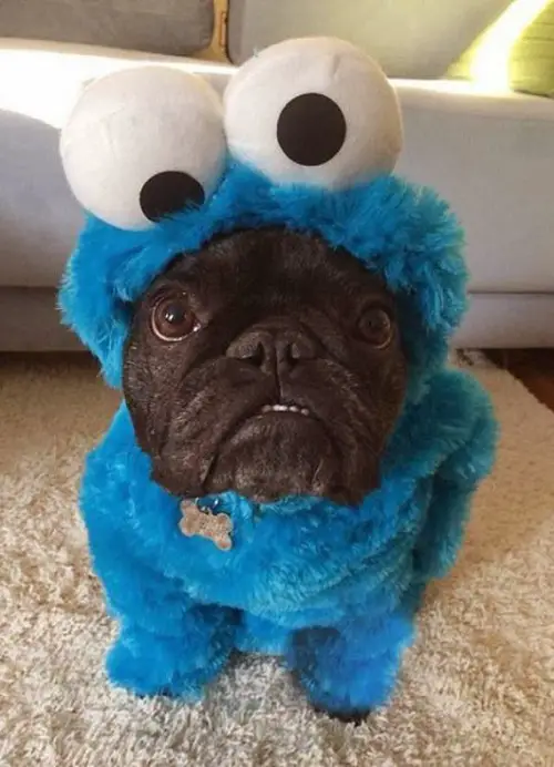 A Pug in cookie monster costume while sitting in the carpet