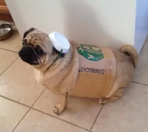 A Pug in its starbucks costume while sitting on the tiled floor