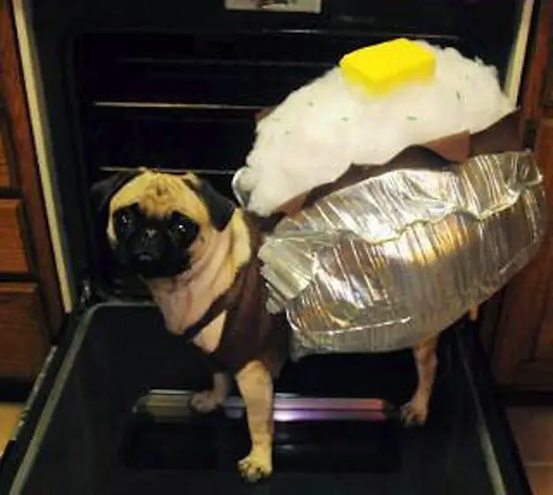 A Pug in a sushi rice costume