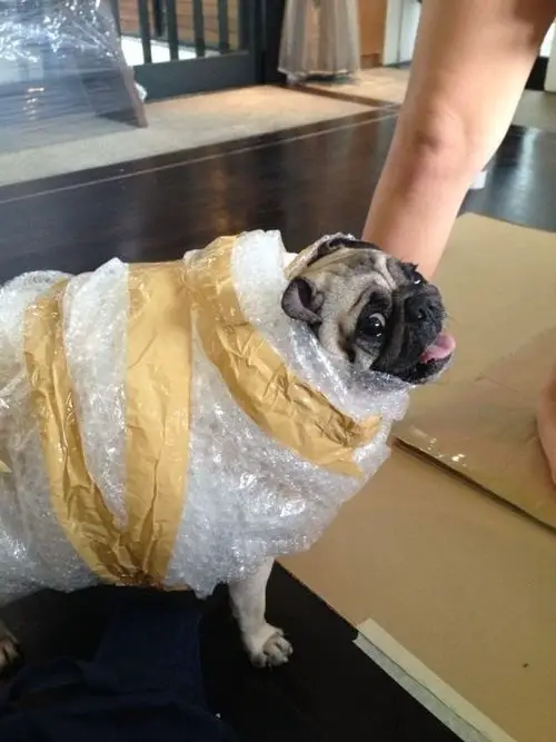 A Pug in a bubble wrap and wrapped with packaging tape while standing on the floor in front of the carboard box