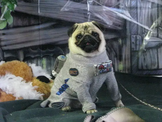 A Pug in its astronaut costume