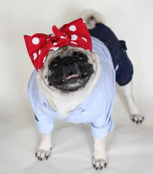 Pug wearing a large red pulka dots ribbon on top of its head and long sleeved shirt and pants while standing on the bed