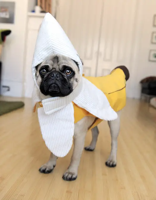 A Pug in its banana costume while standing on the floor