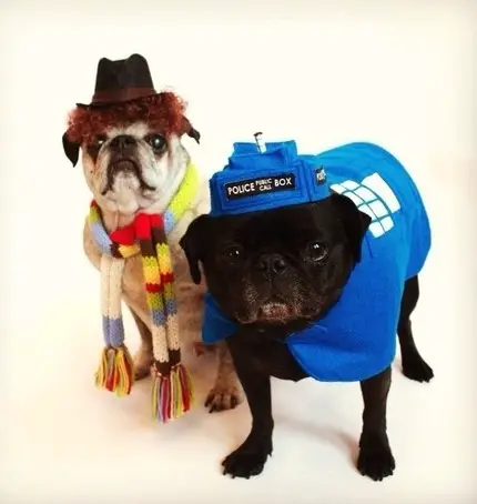 two Pugs in their police officer and curly hair guy wearing hat and colorful scarf around its neck