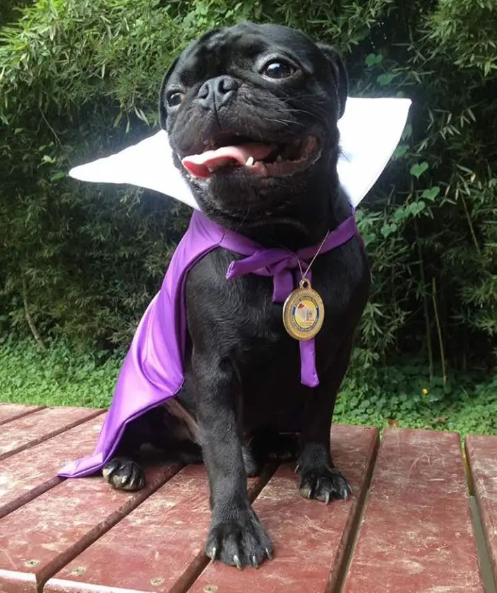 A Pug in its purple cape while sitting on top of the bench at the park