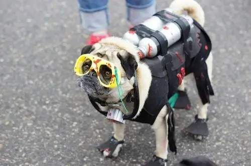 A Pug wearing a scuba diver costume while standing in the street
