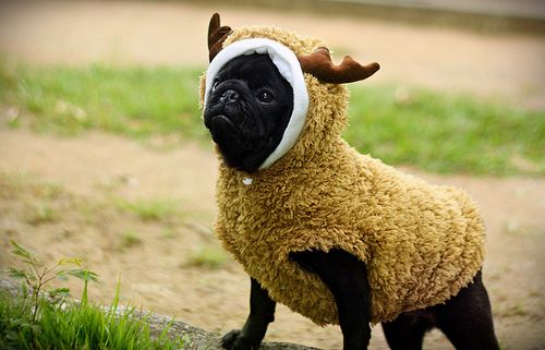 A Pug in a sheep costume