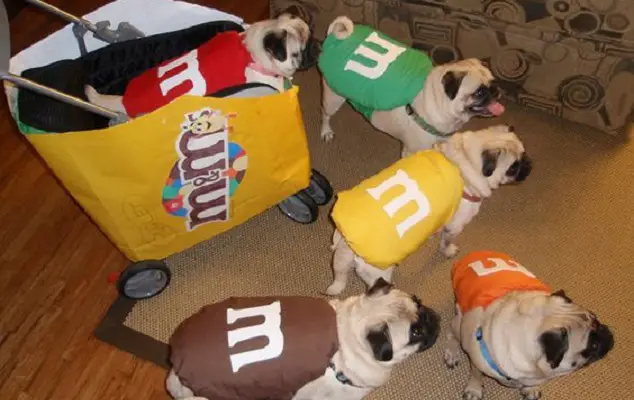 five Pugs in their M&Ms costume standing on the floor and one inside the box of m&ms