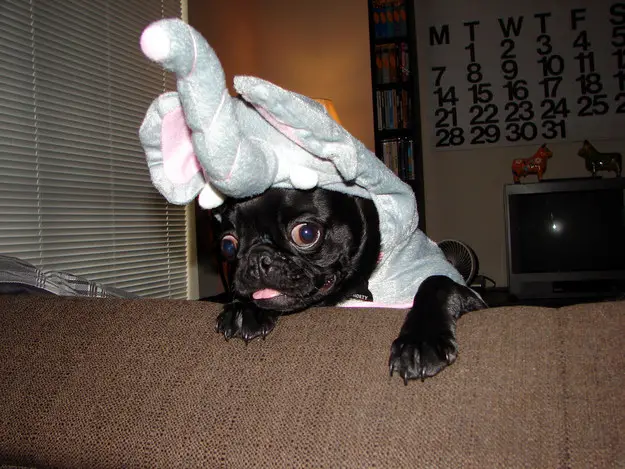 A Pug in elephant costume while sitting on the couch