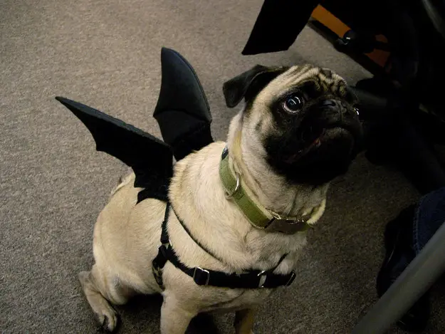 A Pug wearing a Bat harness while sitting on the floor