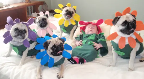 five Pugs in their flower costume while sitting on the bed with a kid
