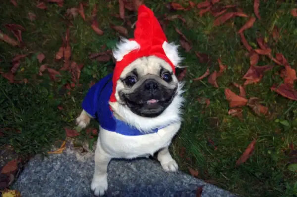 A happy Pug in its dwarf costume while sitting on the grass