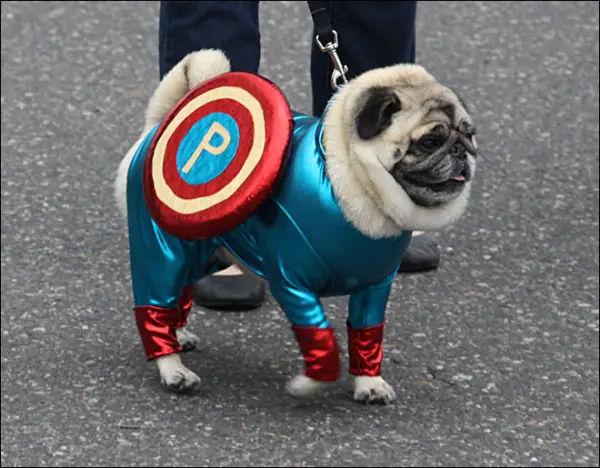 A Pug in captain america costume while walking in the street with its owner