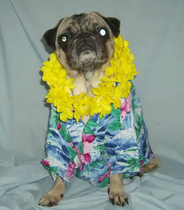 A Pug wearing a hawaiian outfit while sitting on the bed