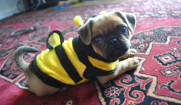 A Pug puppy lying on the carpet in its bee costume
